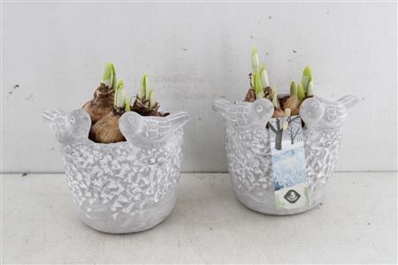 Arr4 Narcis Js2082 - Vogelpotje