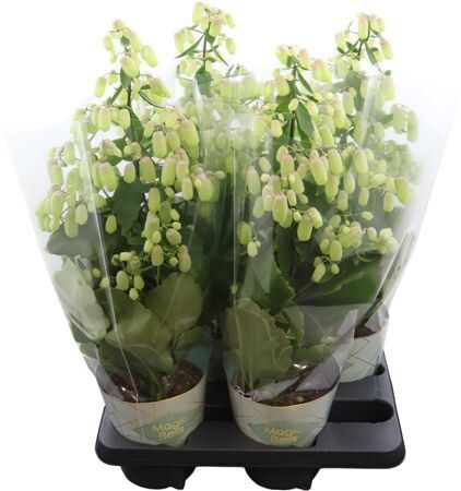 Kalanchoe Magic Bells Potcover