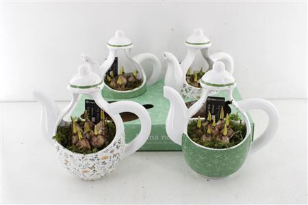 Arr4 Muscari Rn1517 - Theepot Minty