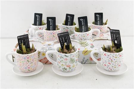 Arr4 Muscari Rn1514 - Ker. Cups Flo