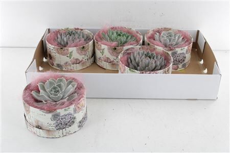 Arr3 De Rootless Echeveria - Love B