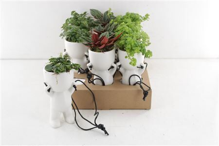 Arr3 Sn Hanging Dude Plant Mix