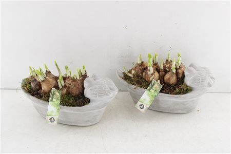 Arr4 Narcis Js2021 - Birds On Leaf