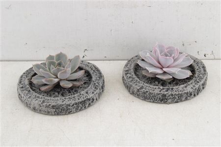 Arr3 De Rootless Echeveria - Mini B