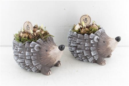 Arr4 Narcis Pl - Keramiek Egel