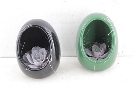 Arr 3 De Rootles Echeveria -