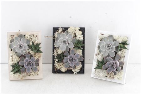 Arr3 De Rootless Succulent - Photo