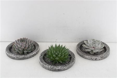 Arr3 De Rootless Succulent - Koala