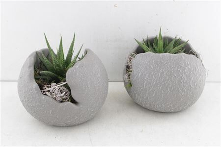 Arr3 Sn Crackling Bowl Haworthia