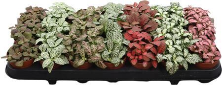 Fittonia Gemengd