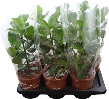 Clusia Rosea Princess