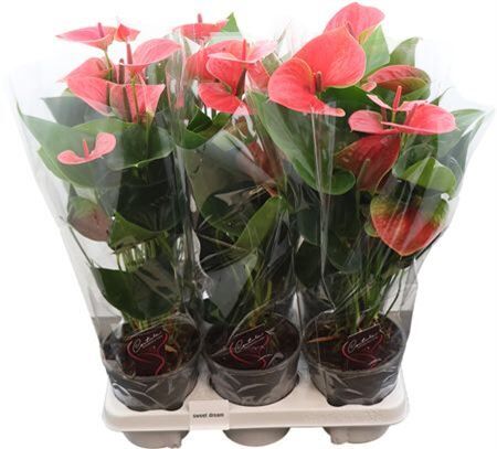 Anthu An Sweet Dream