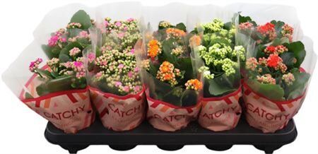 Kalan Gev Gemengd Catchy Season