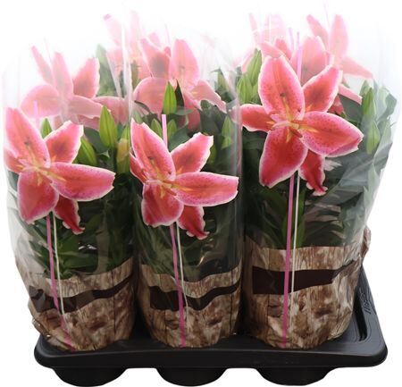 Lil Or Magny Cours 3pp