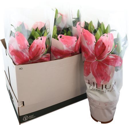 Lil Or Magny Cours 5pp