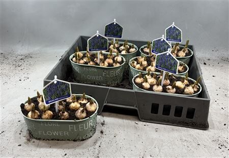 Arr Muscari Zink Ovaal