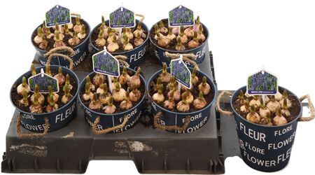 Arr Muscari Zink Rond