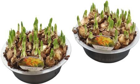 Arr N Tete A Tete Zink Xl