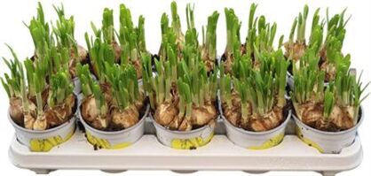 Narcis Tete A Tete