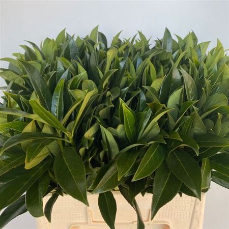 Laurierkers Fine P Stem