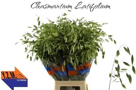 Siergras Chasmanth Latifolium