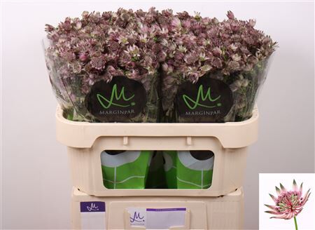 Astrantia Star Of Africa