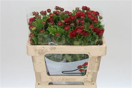 Ranunculus Butterfly Hades