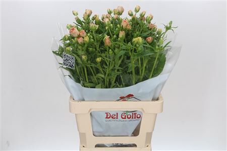 Ranunculus Butterfly Hestia