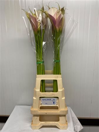 Zant Aethiopica L Pink