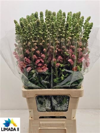 Antir Potomac Orange