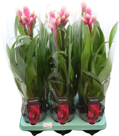 Guzmania Candy (decorum)