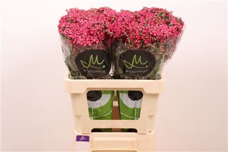 Achillea Neonglow Fuchsia