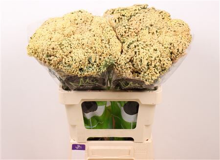 Achillea Neonglow Saffron