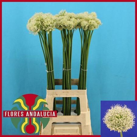 Allium Mount Everest