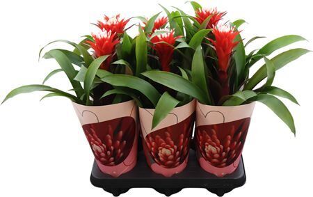 Guzm Hope Potcover Love