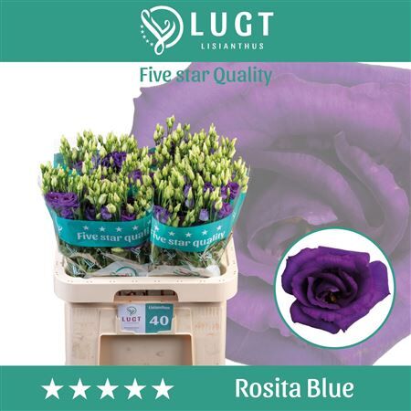 Eus G Rosita Blue