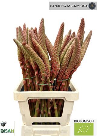 Aloe Arborescens