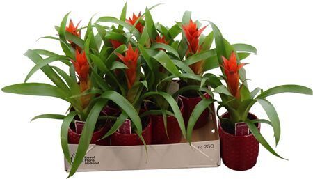 Guzm Ostara Keramiek