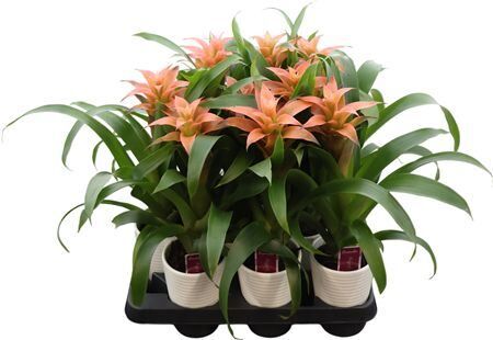 Guz Melissa Keramiek