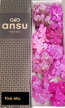 Vanda T Pink Mix