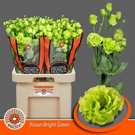 Eus G Rosanne Bright Green