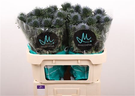 Eryn Scorpius Questar