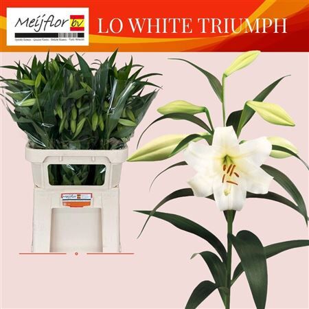 Li Lo White Triumph