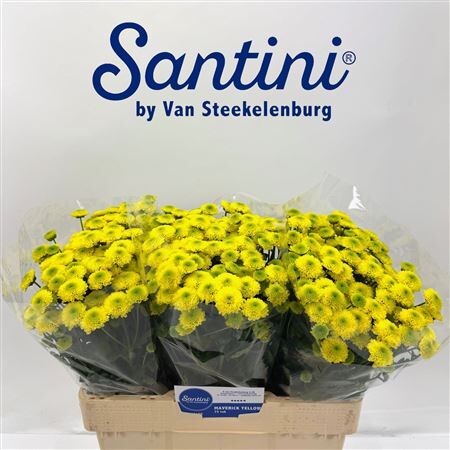 Chr S Maverick Yello