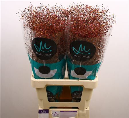 Siergras Talin Pan Long John