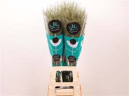 Siergras Panic Skygrass