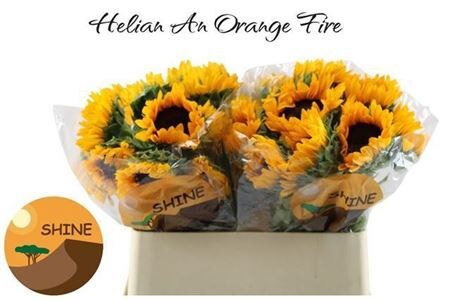 Helianthus Orange Fire