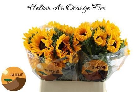 Helianthus Orange Fire