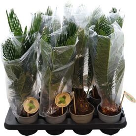 Cycas Revoluta