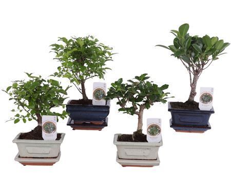 Bonsai Mixed In Oe12cm Ceramic With